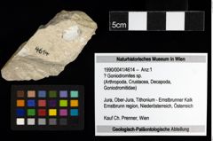 Foto (Objekt + Etiketten) von ? Goniodromites sp. 